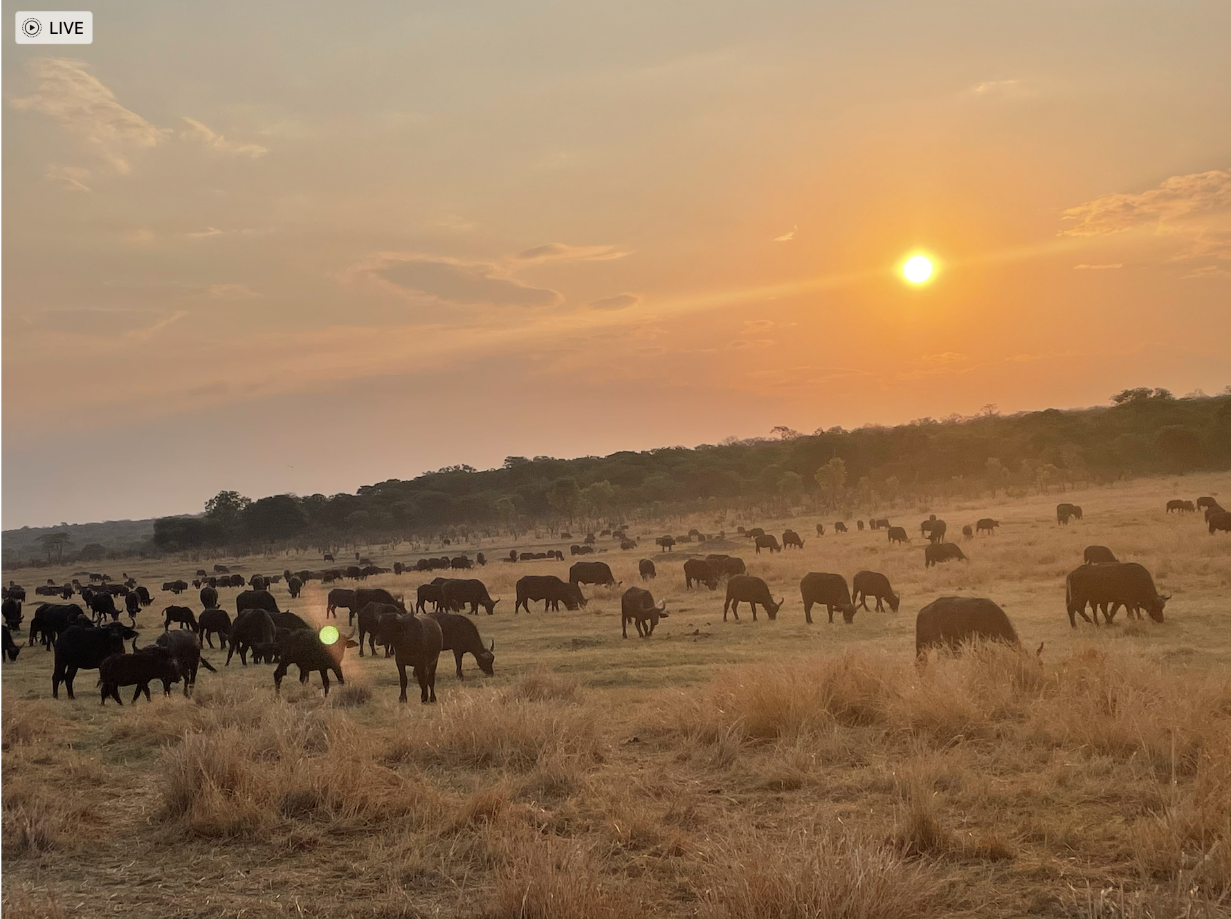 Zim Sunset